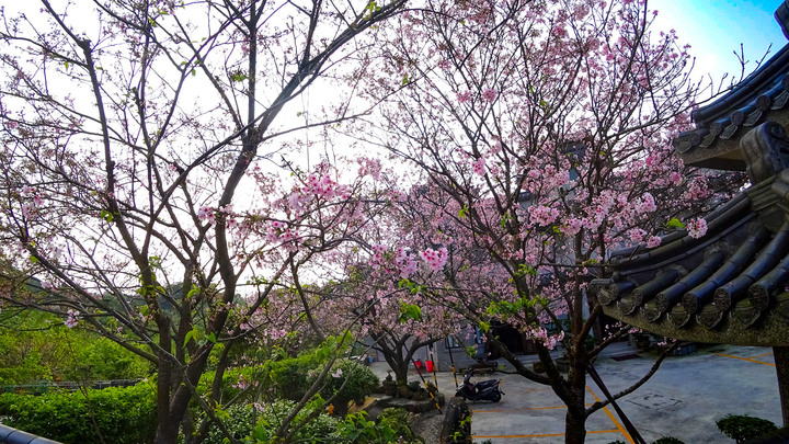 陽明山東方寺吉野櫻