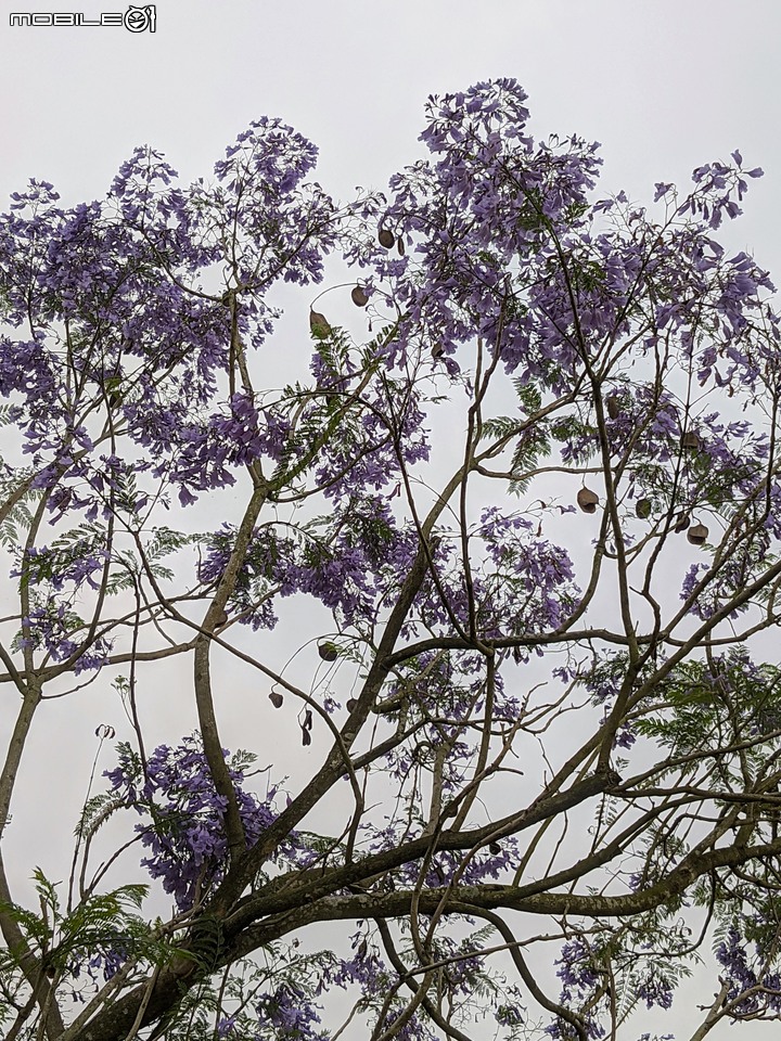 藍花楹 嘉義市東區藍花楹隧道 04/18