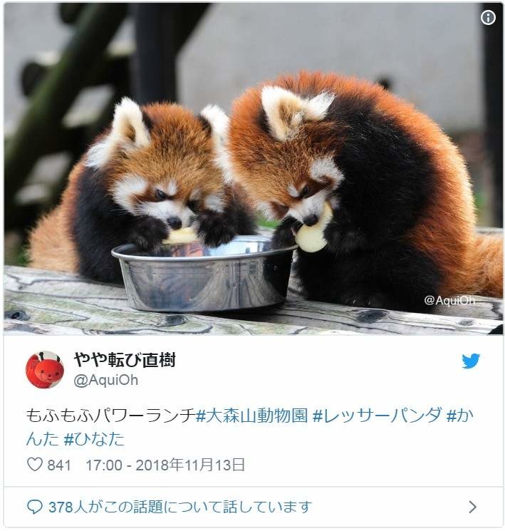 小熊貓突然「舉手手嚇同伴」