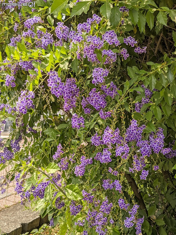 蕾絲金露花 嘉義市西區大富路二二八國家紀念公園 04/18