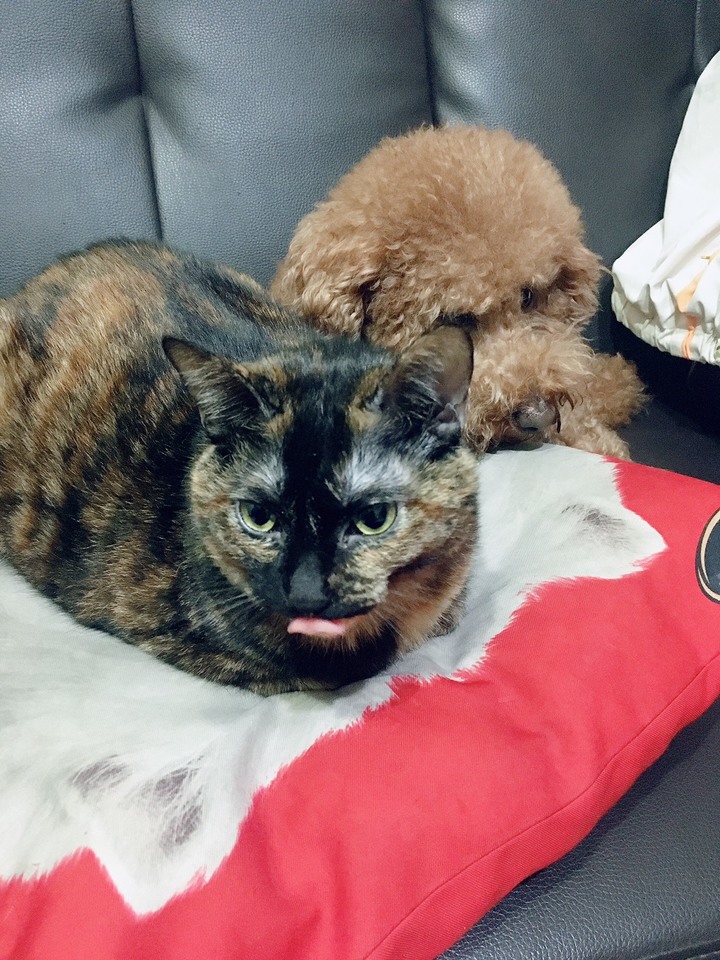 玳瑁貓的美