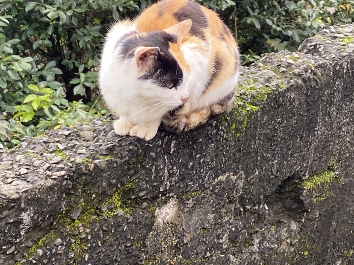 猴硐貓村輕旅行