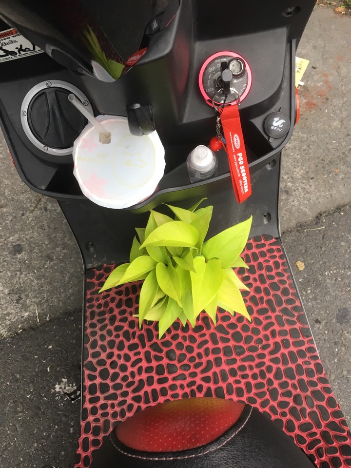 心葉蔓綠絨 & 黃金葛