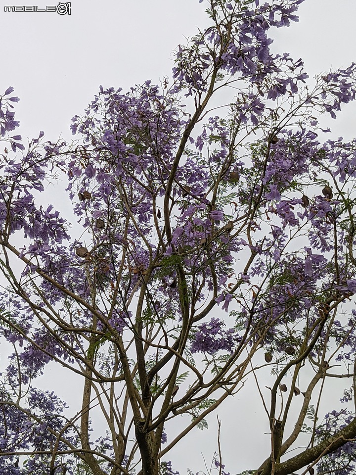 藍花楹 嘉義市東區藍花楹隧道 04/18