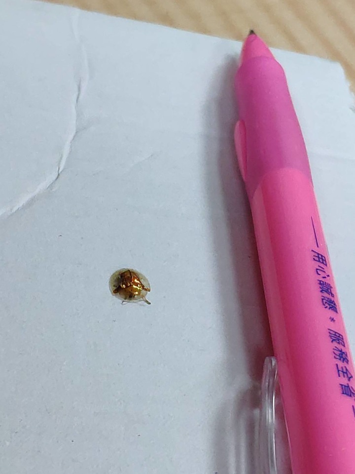 發眉毛第一次看到的昆蟲