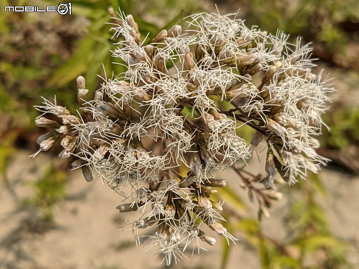 紅花風鈴木+澤蘭 台南市佳里區蕭壟文化園區 04/18