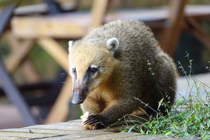 【外星貓遊地球】慶祝世界地球日50周年，一起喚起大家對地球環境保護的重視！（阿根廷－伊瓜蘇瀑布）