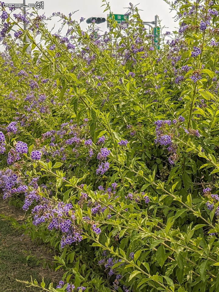 蕾絲金露花 嘉義市西區大富路二二八國家紀念公園 04/18