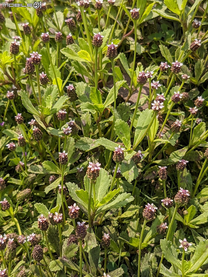 紅花風鈴木+澤蘭 台南市佳里區蕭壟文化園區 04/18