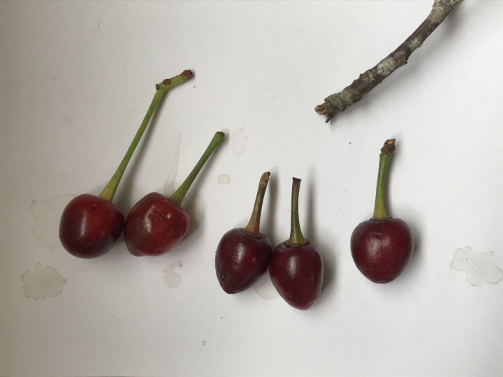 請問能分辨大概是何種櫻花的種子嗎？