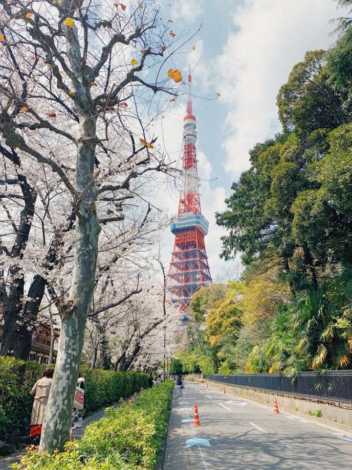 [X-Pro2] 2019 X TOKYO の櫻 （圖多）