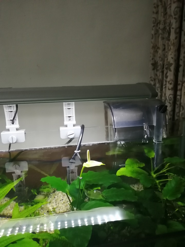 [水草] 小榕開花分享