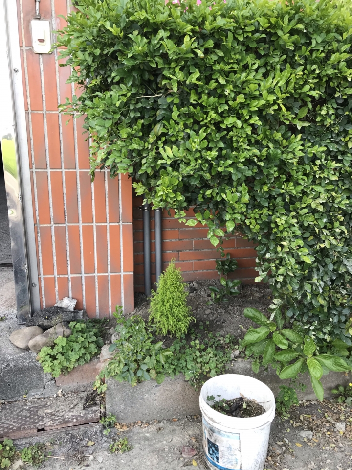 請教樹的名字和黃冠柏怎麼了