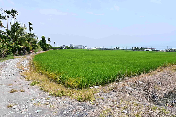 點我看大圖 滄海桑田:查勘彩䴉遷移路徑,才發現東港三西和與南州交壤的水稻田,變成了人工湖。
