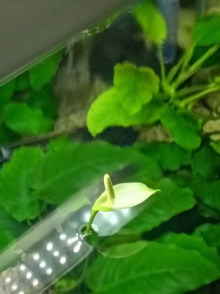 [水草] 小榕開花分享