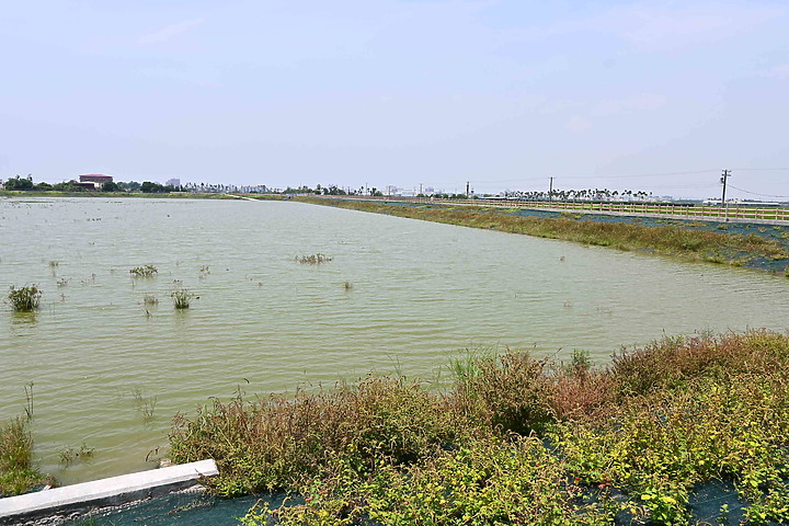 點我看大圖 滄海桑田:查勘彩䴉遷移路徑,才發現東港三西和與南州交壤的水稻田,變成了人工湖。