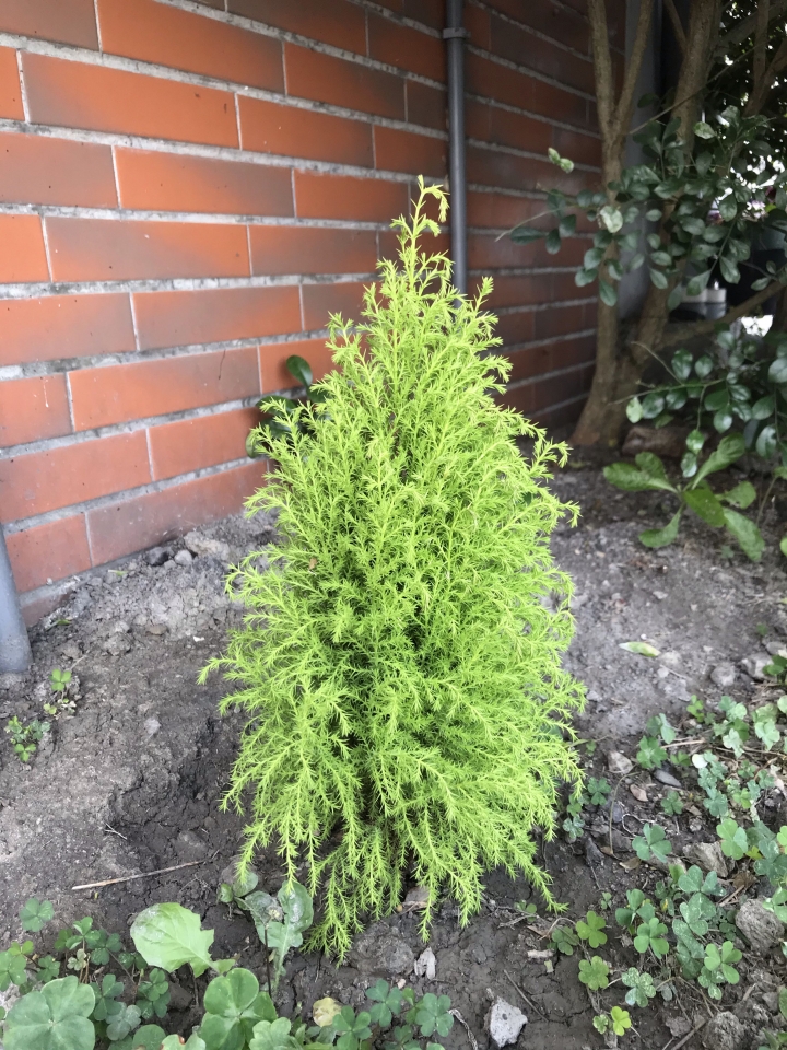 請教樹的名字和黃冠柏怎麼了
