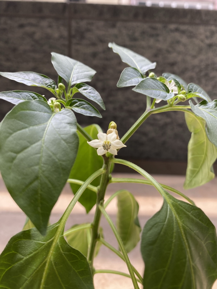 請問這是什麼植物？