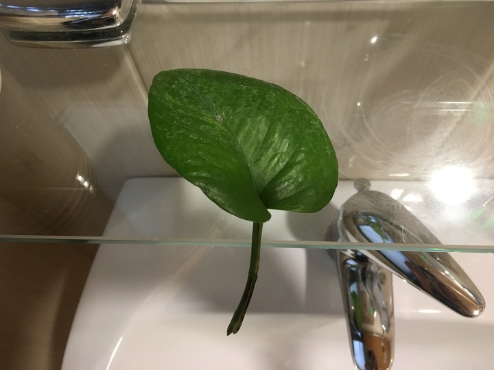 心葉蔓綠絨 & 黃金葛