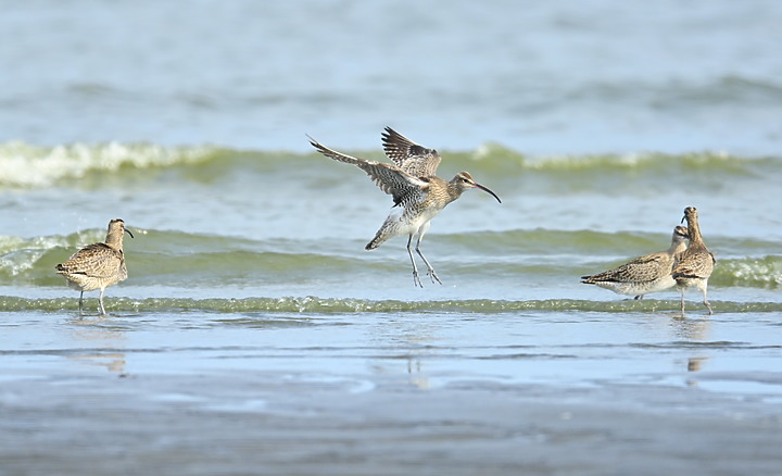 點我看大圖 Z7在汕尾高屏溪出海口前退潮中的沙灘記錄到52隻中杓鷸