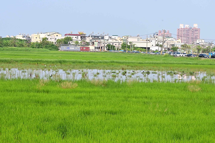 點我看大圖 滄海桑田:查勘彩䴉遷移路徑,才發現東港三西和與南州交壤的水稻田,變成了人工湖。