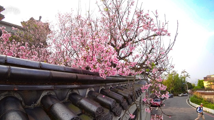 陽明山東方寺吉野櫻