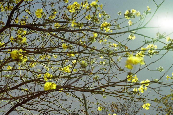 Kodak ColorPlus 200 木棉 奉天宮 和其它