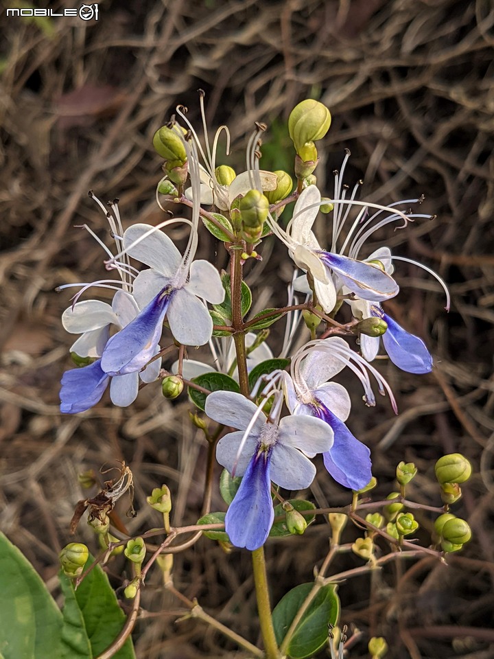 油桐花 嘉義市東區圓林仔幸福山丘 04/18