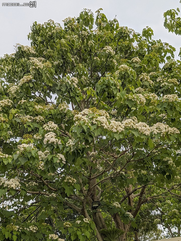 油桐花 嘉義市東區圓林仔幸福山丘 04/18