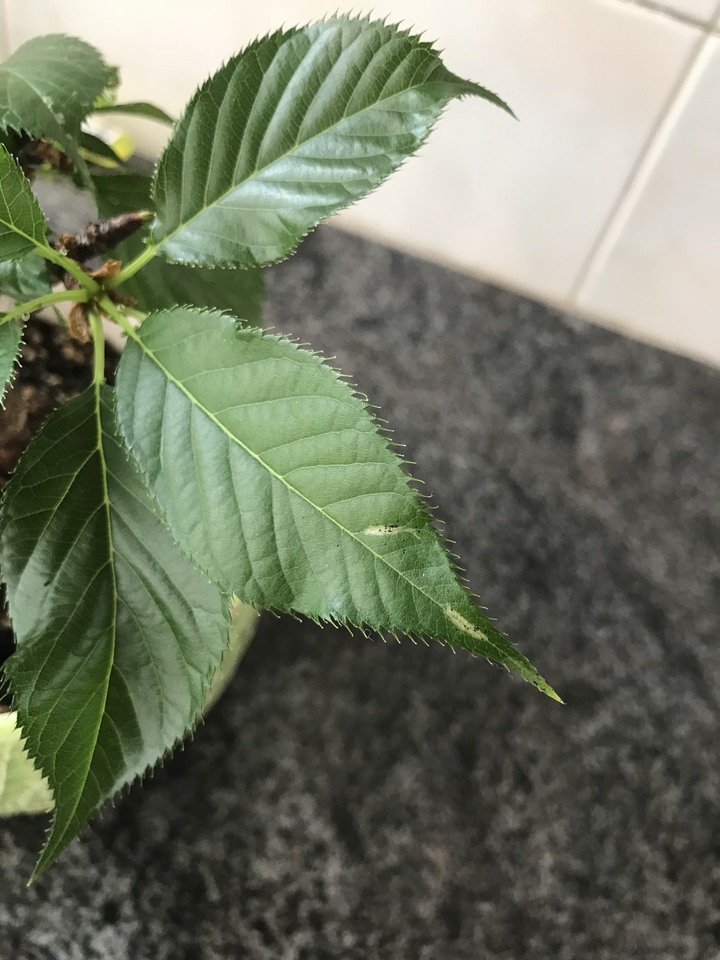 求救！櫻花生了什麼病？