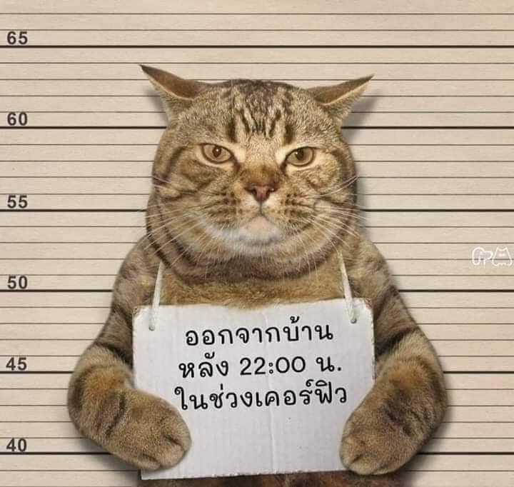 這隻被捕的貓.是貓黨那一隻呢?