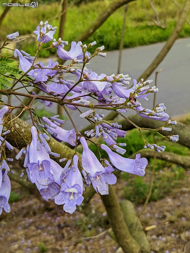 藍花楹 嘉義市東區藍花楹隧道 04/18