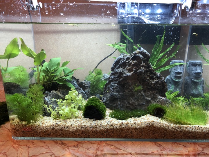 魚缸可以同時養清藻魚和蝦嗎?