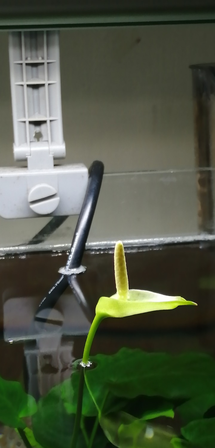 [水草] 小榕開花分享