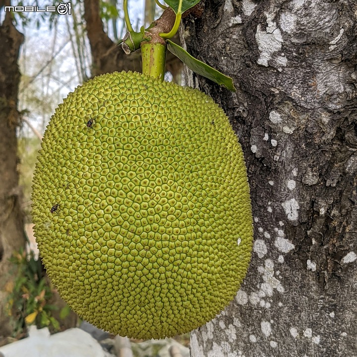 石斛蘭瀑布 台南市龍崎區南167頂牛埔 04/12