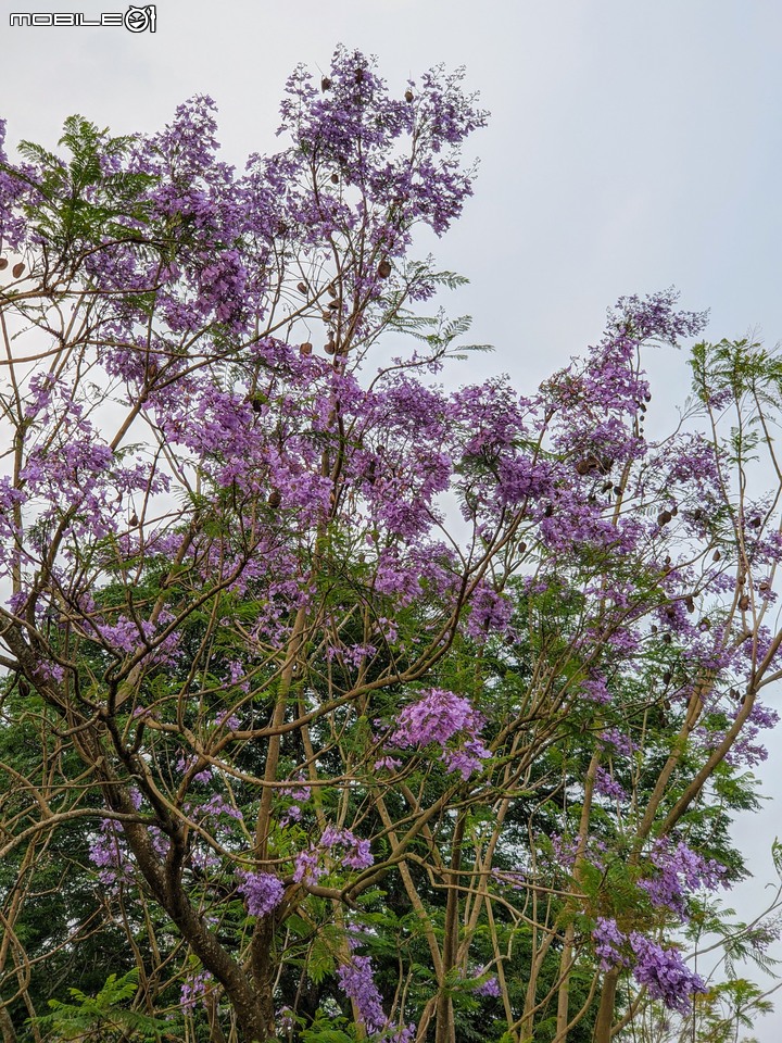 藍花楹 嘉義市東區藍花楹隧道 04/18