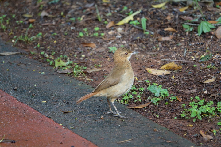【外星貓遊地球】慶祝世界地球日50周年，一起喚起大家對地球環境保護的重視！（阿根廷－伊瓜蘇瀑布）