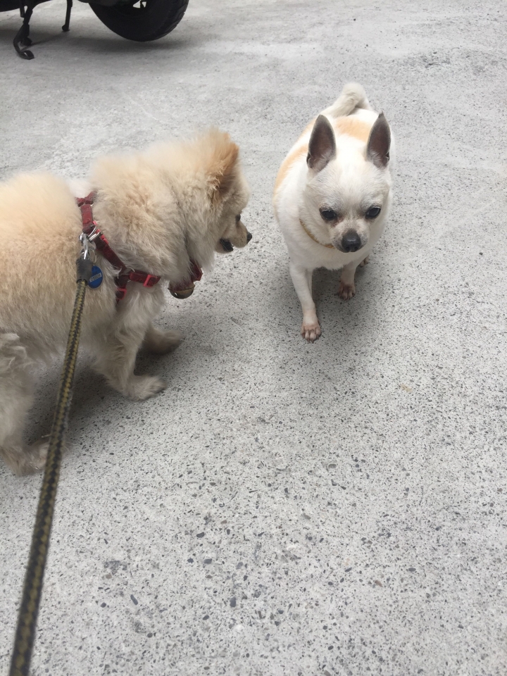 狗狗相遇玩耍😆