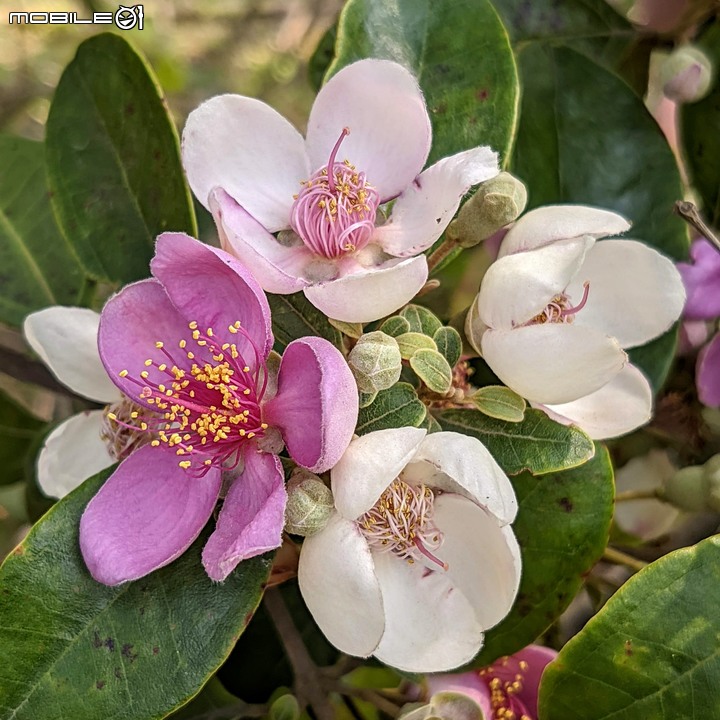 紅花風鈴木+澤蘭 台南市佳里區蕭壟文化園區 04/18