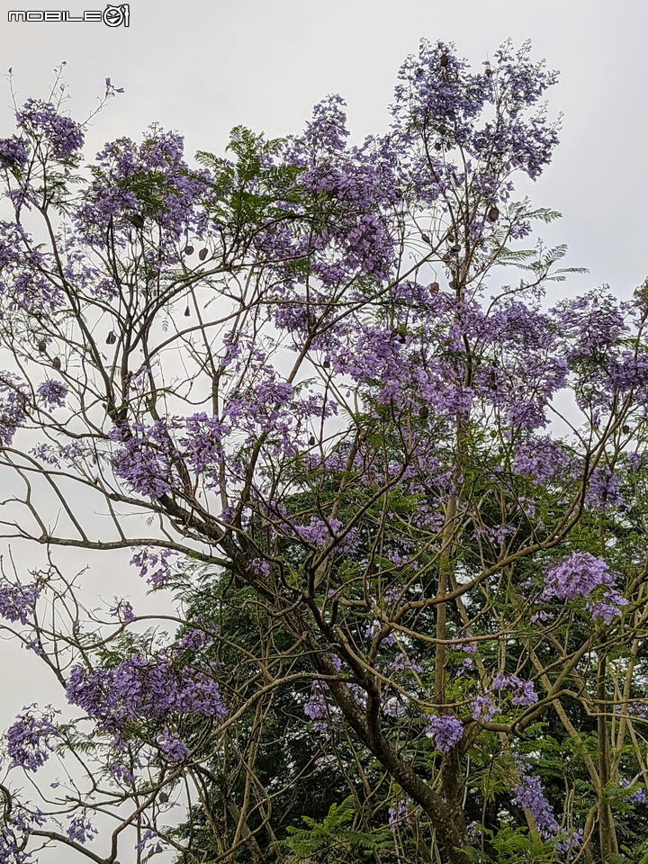 藍花楹 嘉義市東區藍花楹隧道 04/18