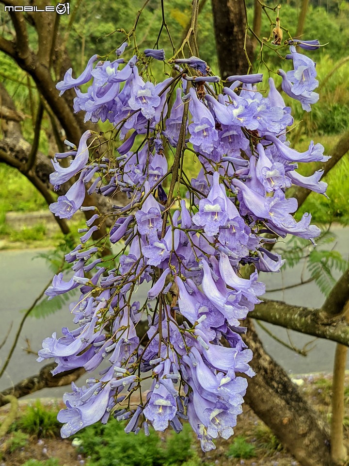 藍花楹 嘉義市東區藍花楹隧道 04/18