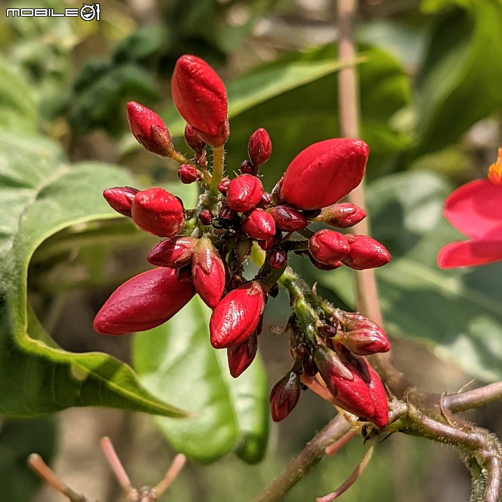 紅花夾竹桃 台南市中西區藝術轉角 04/26