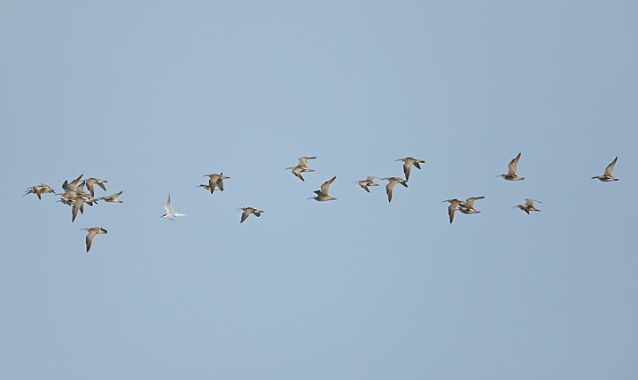 點我看大圖 Z7在汕尾高屏溪出海口前退潮中的沙灘記錄到52隻中杓鷸