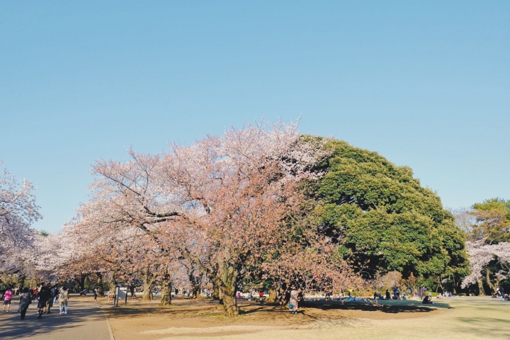 [X-Pro2] 2019 X TOKYO の櫻 （圖多）