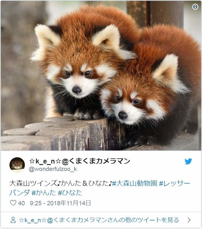 小熊貓突然「舉手手嚇同伴」