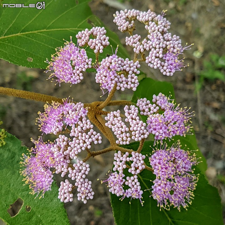 杜虹花 嘉義市西區香湖公園獅子林 04/18