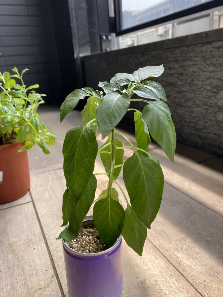 請問這是什麼植物？