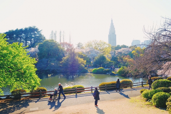 [X-Pro2] 2019 X TOKYO の櫻 （圖多）