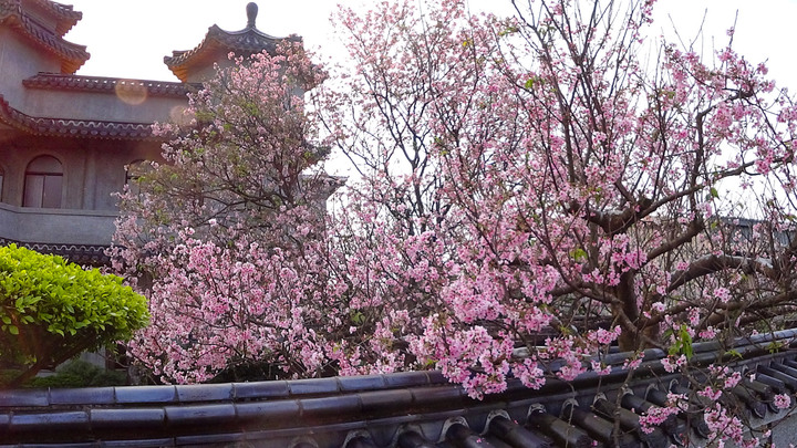 陽明山東方寺吉野櫻