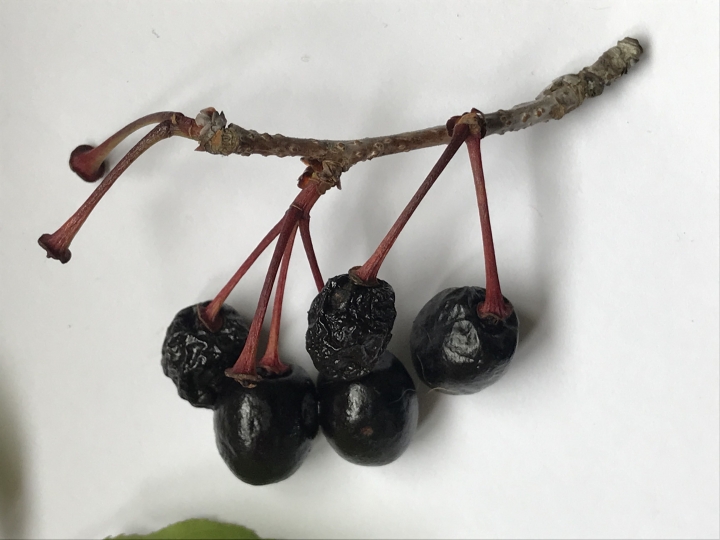 請問能分辨大概是何種櫻花的種子嗎？